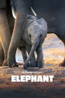 Elephant (2020) Disney+ บรรยายไทย (Exclusive @ FWIPTV)